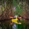 Mangrove forest kayaking near varkala kollam paravur lake