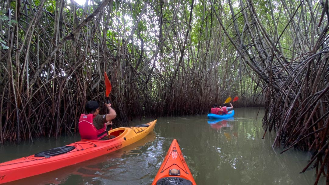 The ultimate guide to mangrove kayaking near varkala